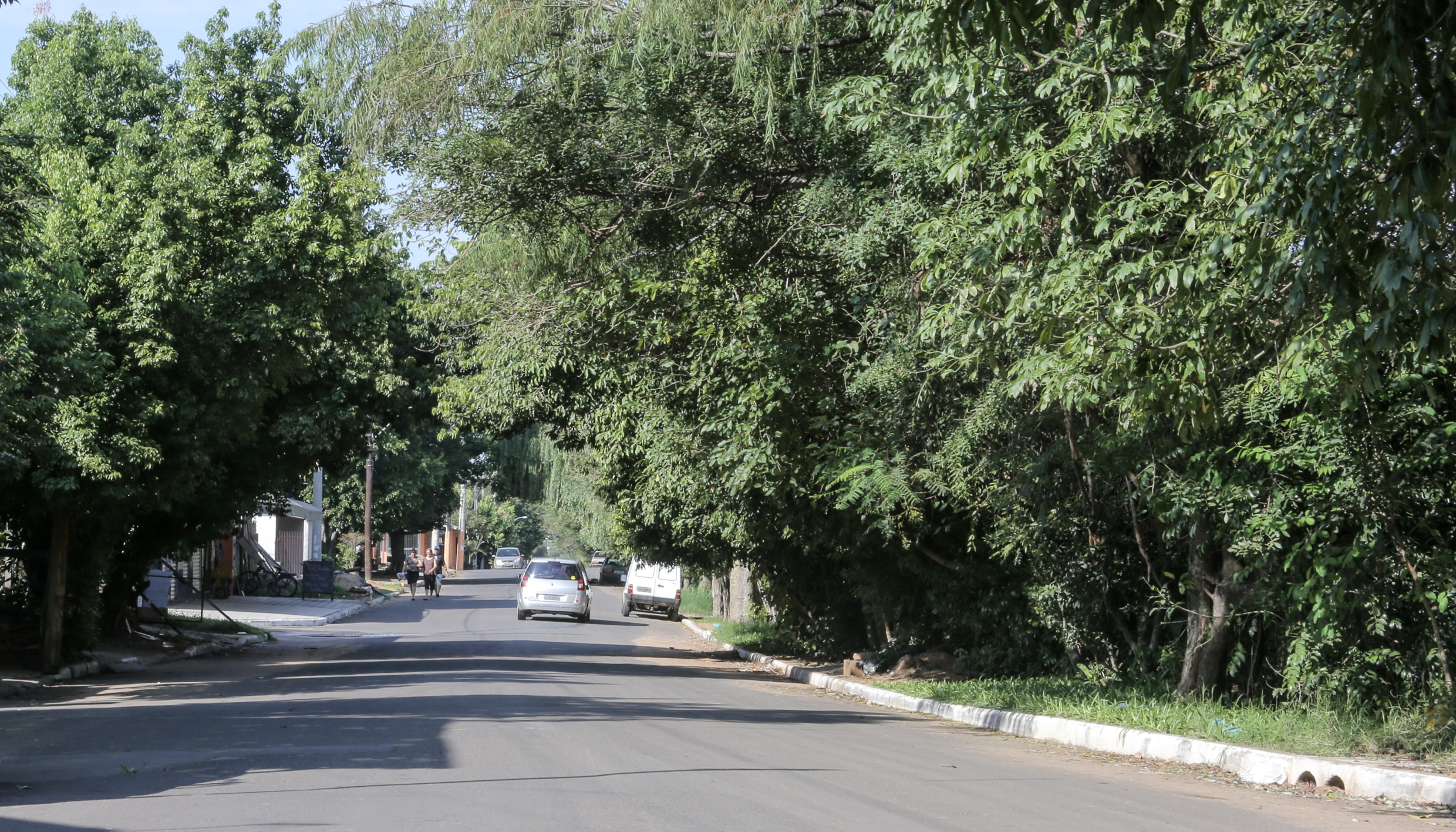 Comissão de Meio Ambiente reivindica poda de árvores na avenida Alcântara