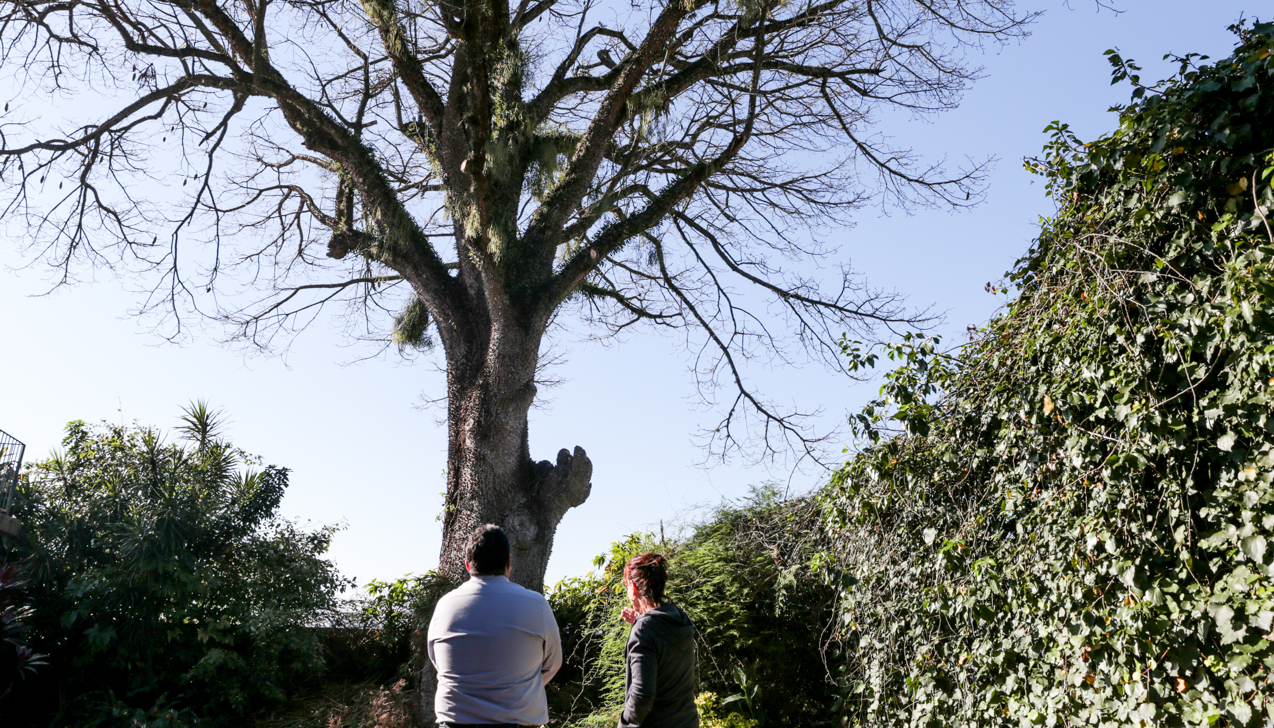 Comissão de Meio Ambiente deve estudar criação de IPTU Verde