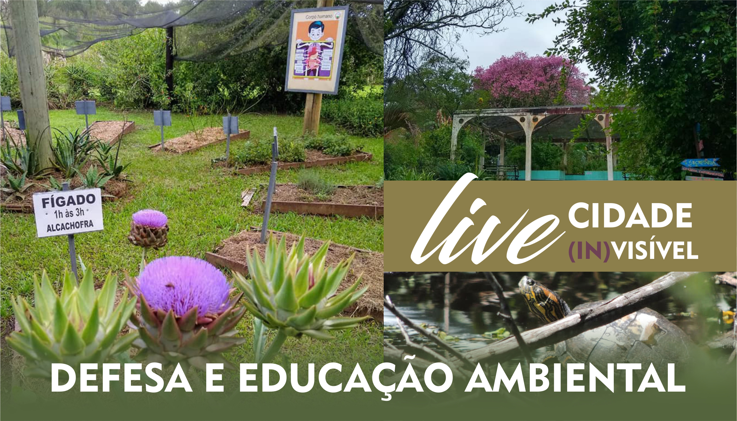Defesa e educação ambiental são temas de live na TV Câmara