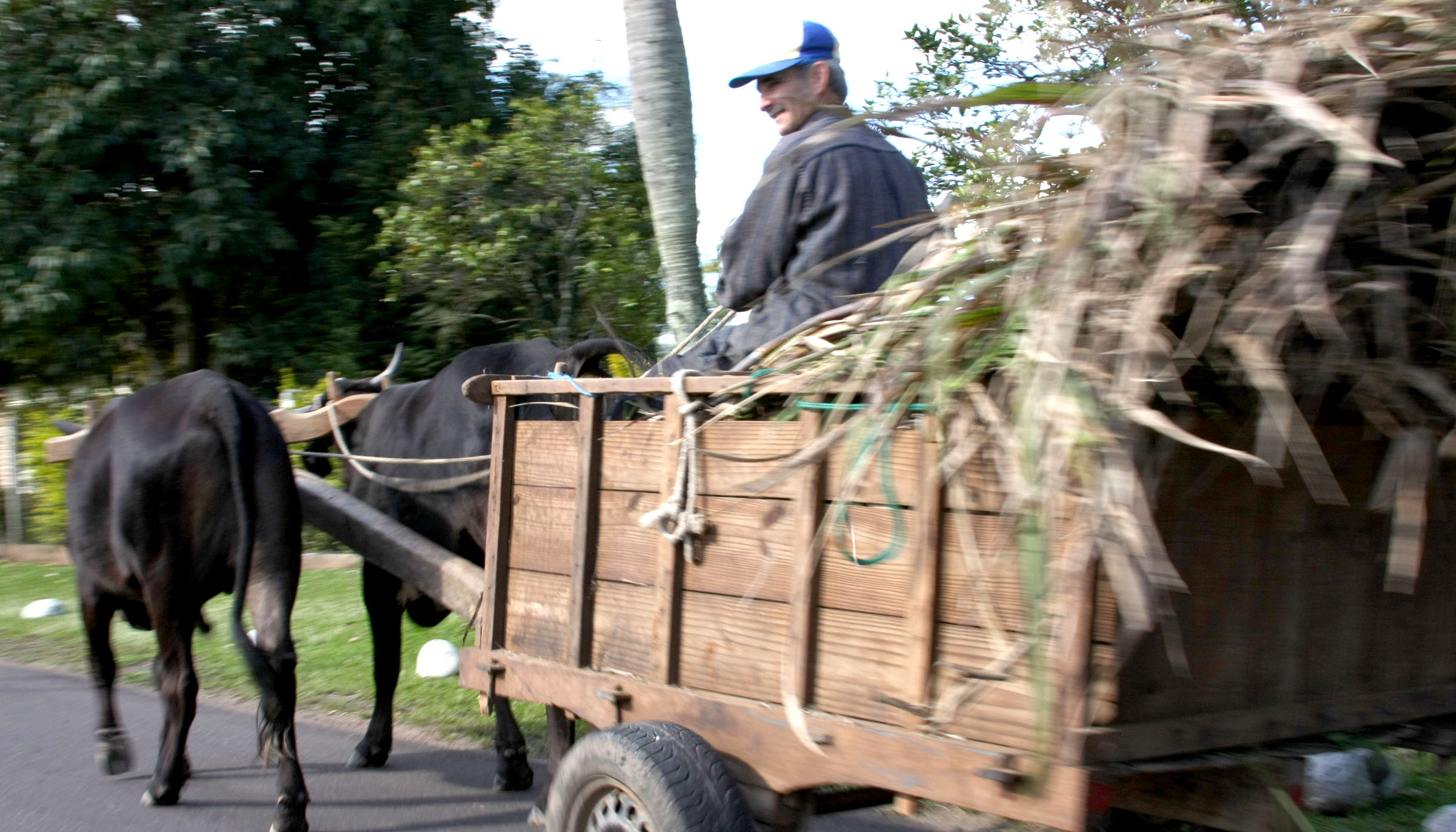 Mantido veto integral ao projeto sobre uso de veículos de tração animal no Município