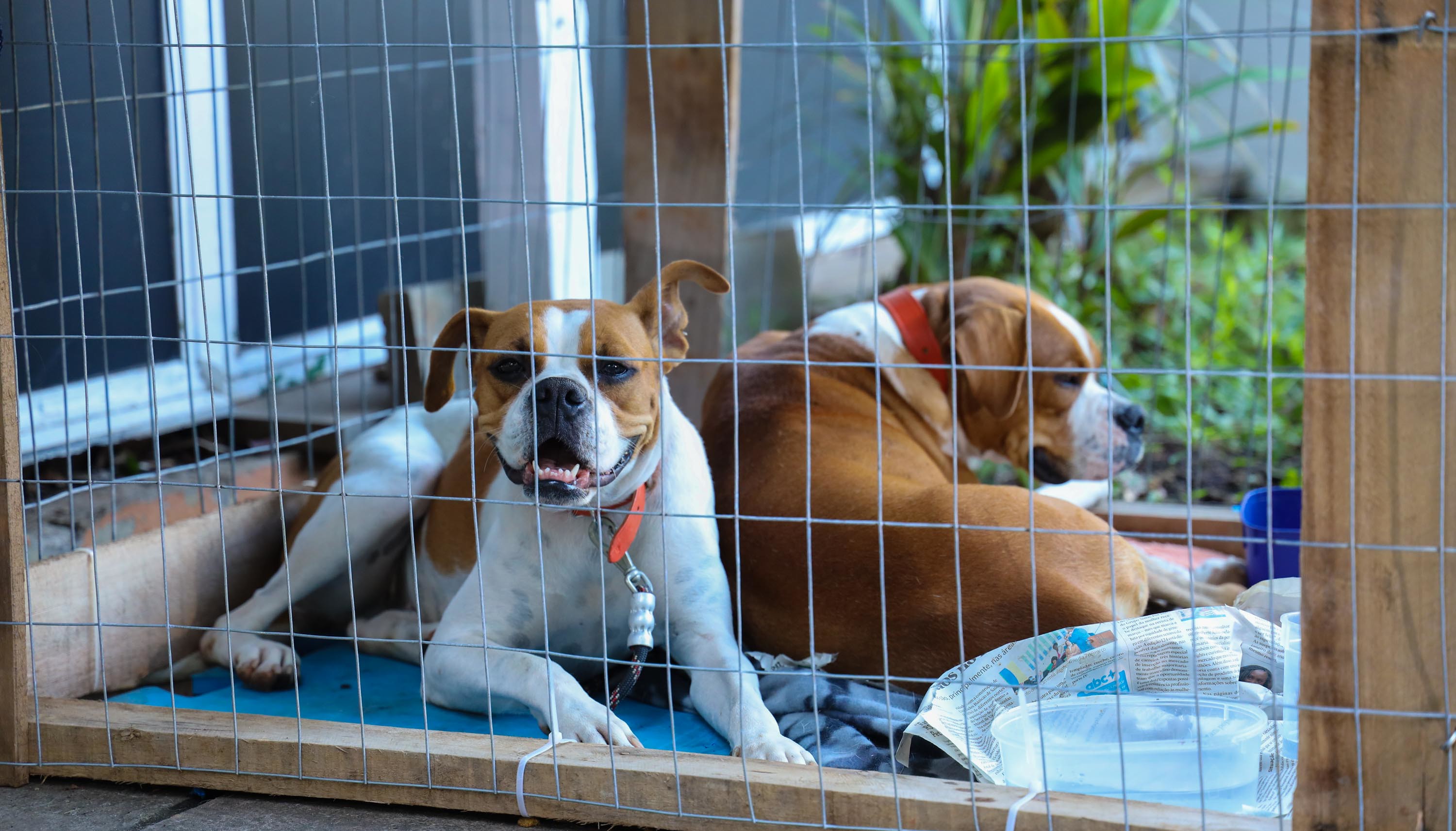 Novo Hamburgo poderá ter Programa Municipal de Lar Temporário Voluntário para Animais