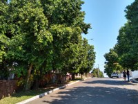 03/10/2019 - Vereador Nor Boeno requer poda de árvores na rua América