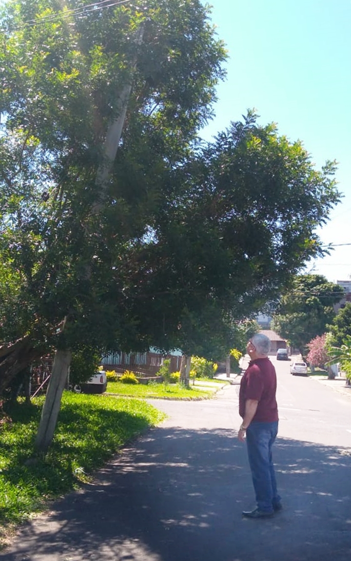 06/03/2019 - Vereador Nor Boeno solicita remoção de árvore e troca de poste danificado pelos últimos temporais em Canudos 