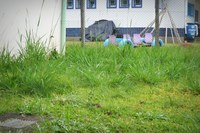 15/09/2017 - Gabinete: Nor Boeno solicita capina e roçada em unidade de saúde