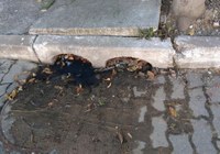16/02/2018 - Vereador Nor Boeno solicita conserto de vazamento de esgoto na Vila Marisol