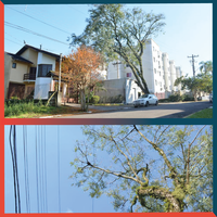 18/07/2019 - Nor Boeno solicita remoção de árvore no bairro Operário para evitar acidentes