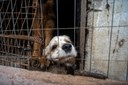 18/08/2026 - Lei que proíbe a guarda de animais por pessoas condenadas por maus-tratos é realidade em Novo Hamburgo