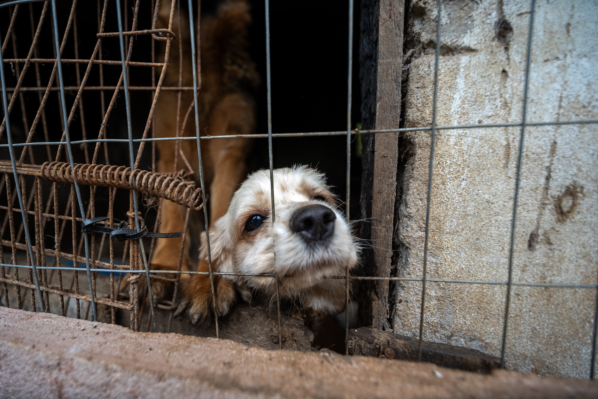 18/08/2026 - Lei que proíbe a guarda de animais por pessoas condenadas por maus-tratos é realidade em Novo Hamburgo