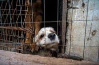 18/08/2026 - Lei que proíbe a guarda de animais por pessoas condenadas por maus-tratos é realidade em Novo Hamburgo