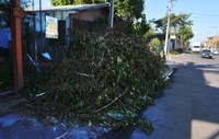 20/05/2020 -  Vereador Nor Boeno solicita recolhimento de galhos a pedido de moradora do bairro Canudos