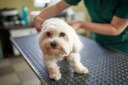 20/08/2026 - Programa Farmácia Pet amplia acesso a medicamentos para animais em Novo Hamburgo