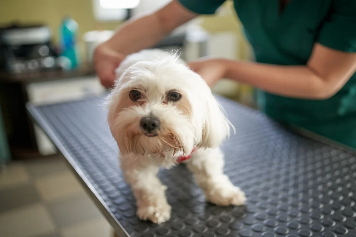 20/08/2026 - Programa Farmácia Pet amplia acesso a medicamentos para animais em Novo Hamburgo