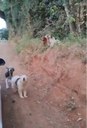 26/05/2026 - Abandono de animais cresce em Lomba Grande e reacende discussão sobre Censo Pet 