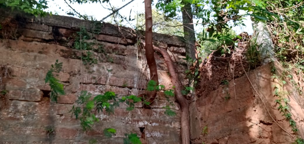 29/06/2020 - Nor Boeno solicita retirada de raízes de árvores do muro da escola Cecília Meireles 